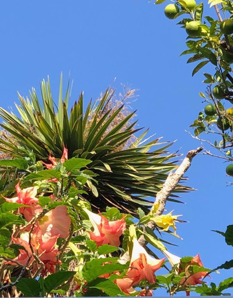 Hotel & Residence Matarese Casamicciola Terme Εξωτερικό φωτογραφία